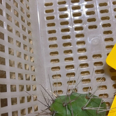 雨***！仙人掌硫磺扎谷一片