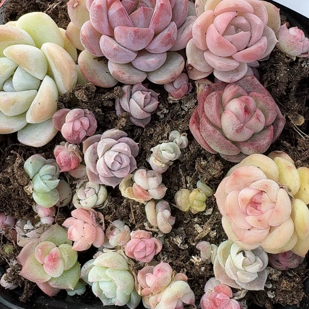 杂交新品珍妮多肉1468