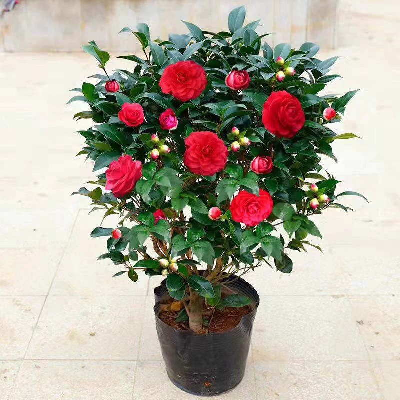 【火瀑布】山茶花树苗盆栽带苞六角大红粉赤丹粉丹对版花卉绿植庭院