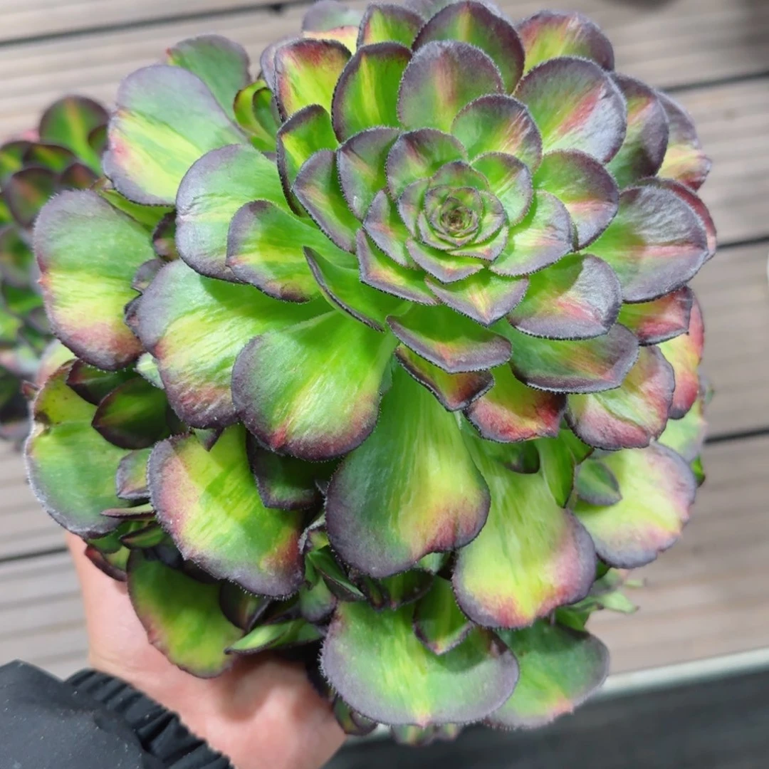 揽**色多肉植物发货发货