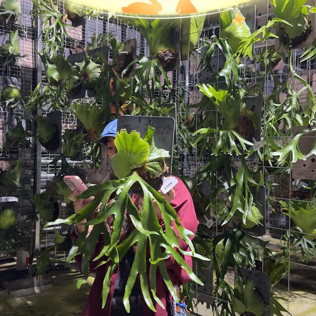 不开花植物A864-皇冠鹿角蕨（中）叶片微瑕
