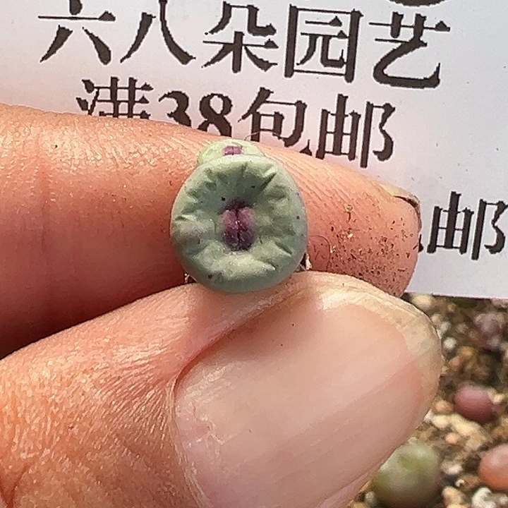 兔***子无花朵706号小红嘴