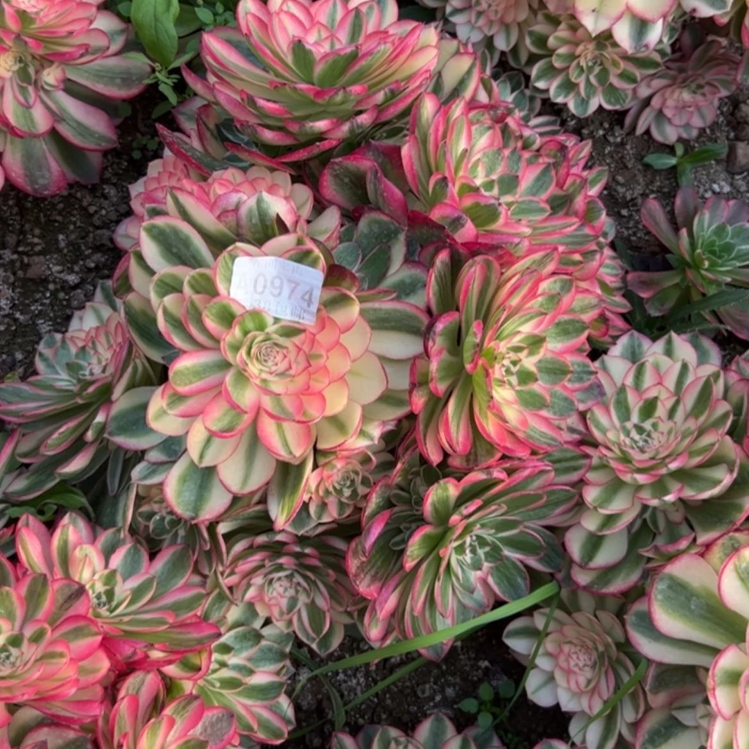 【闪购商品】诚**宋974荔枝多肉