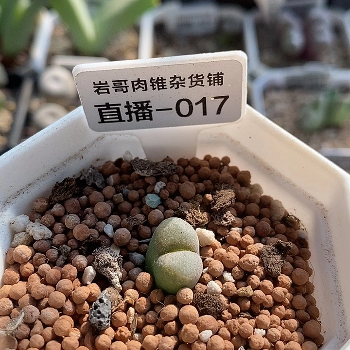 AP种源温莎城堡风铃
