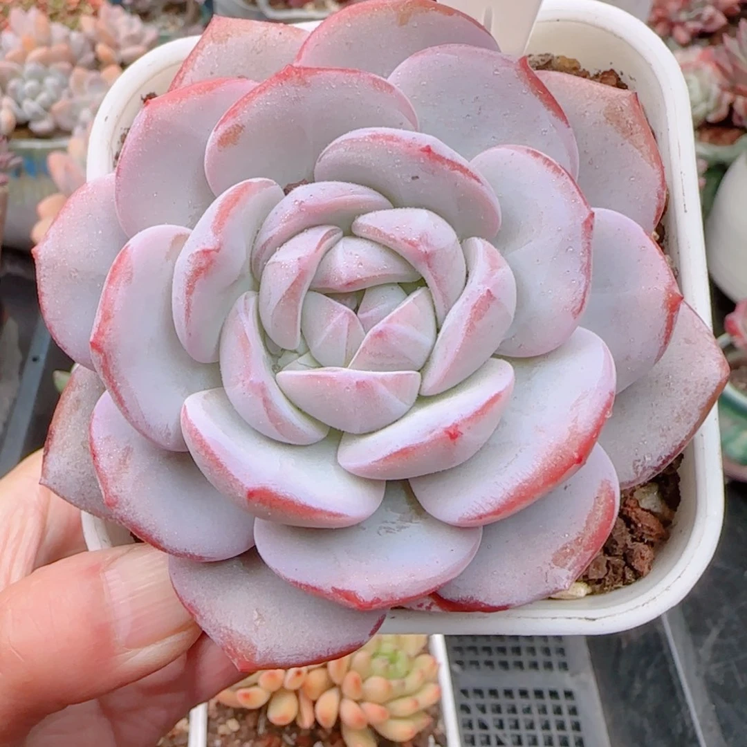 多肉植物0673……………