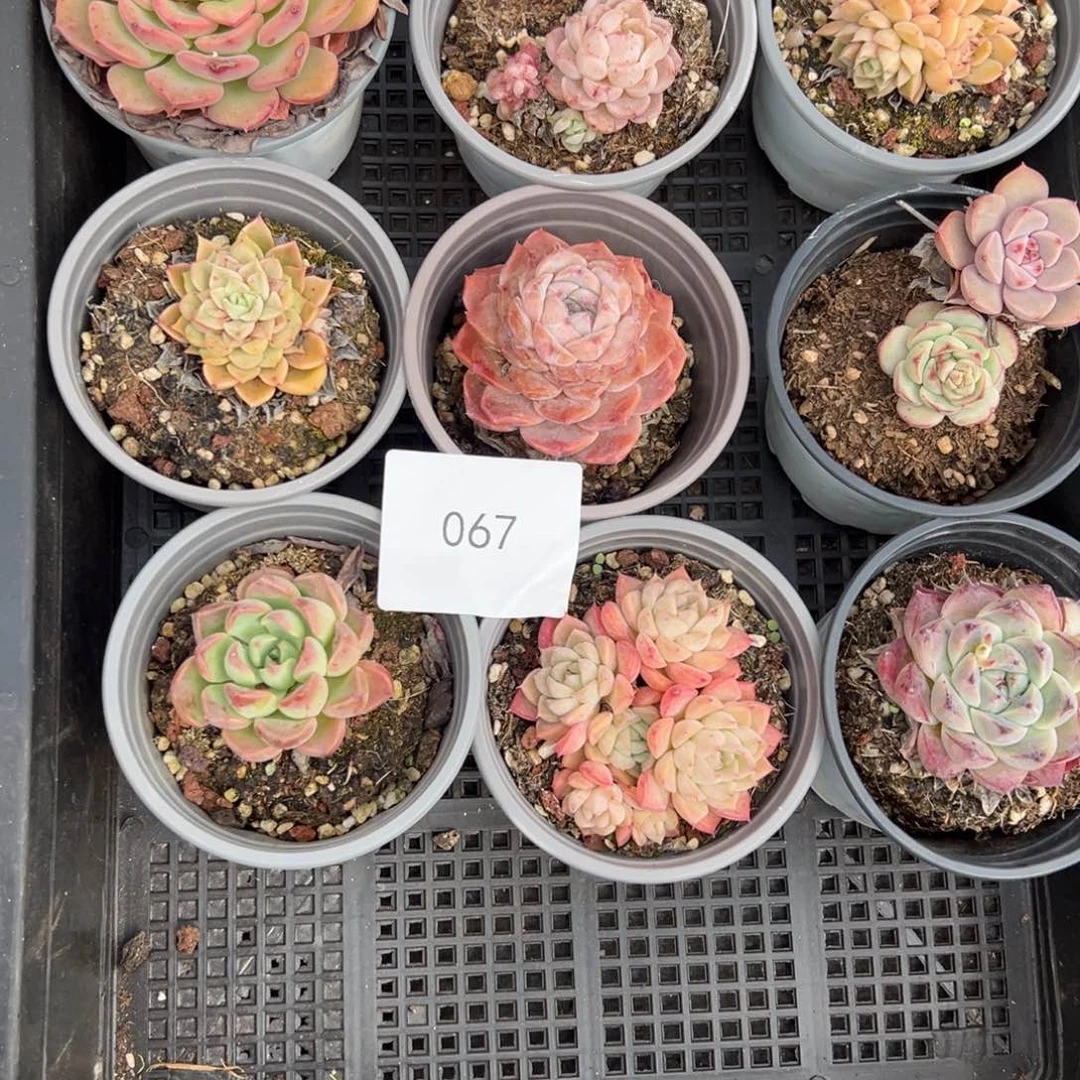 067。   9颗。 带盆