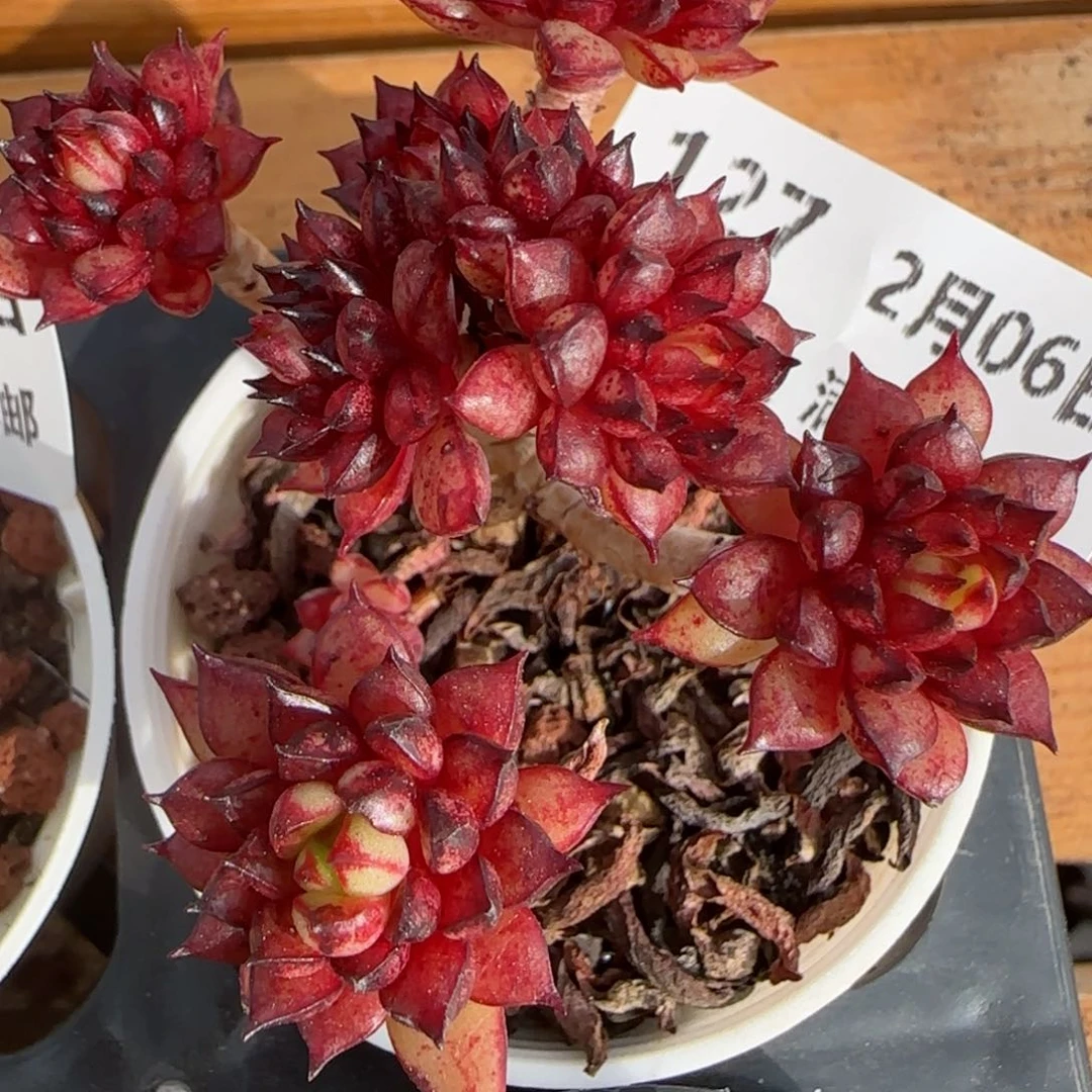 花语逸境0206-127