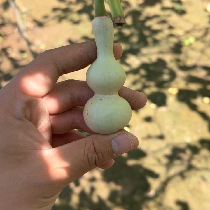 一***鲤葫芦葫芦葫芦葫芦
