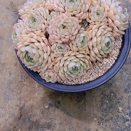 美****哥笨芭多肉植物群