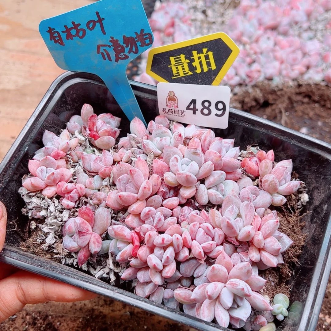 多肉植物多肉植物