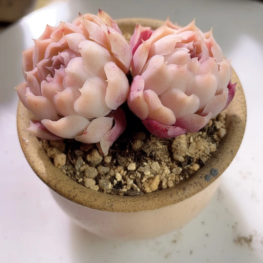 0614  海琳娜 六月六