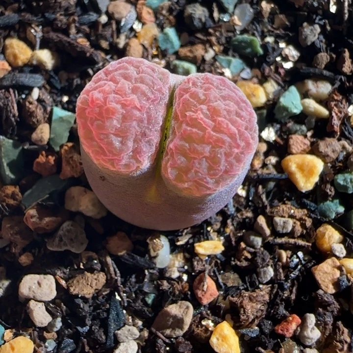 多肉植物风铃玉一颗49号