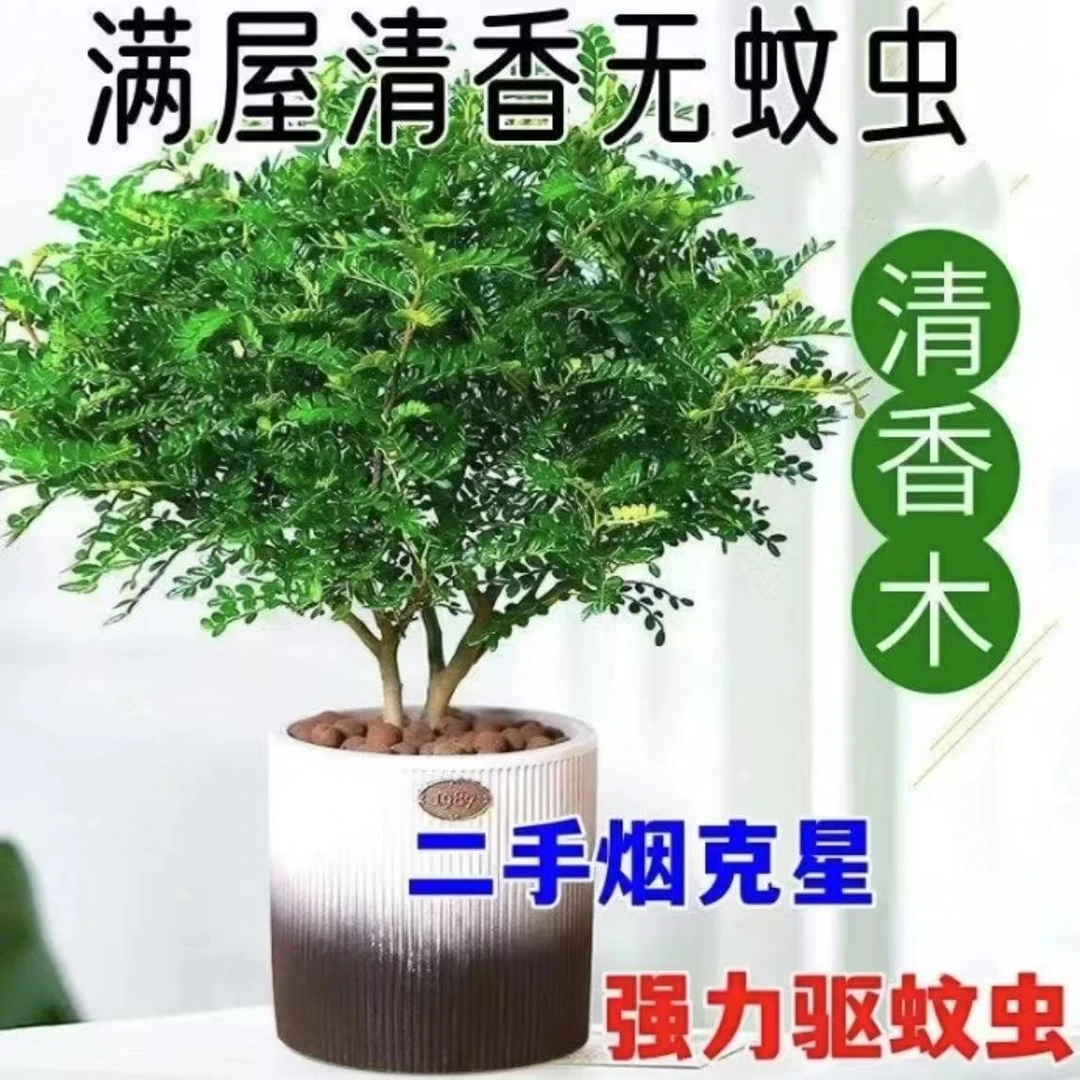 清香木盆栽花卉室内驱蚊净化空气四季常青好养绿植