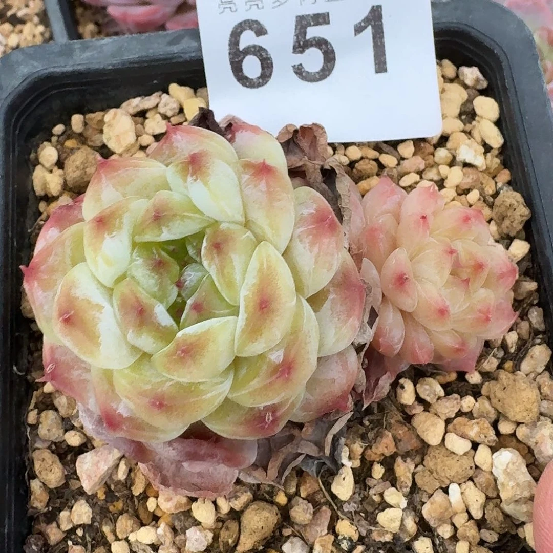皇冠冰魄            精美多肉植物