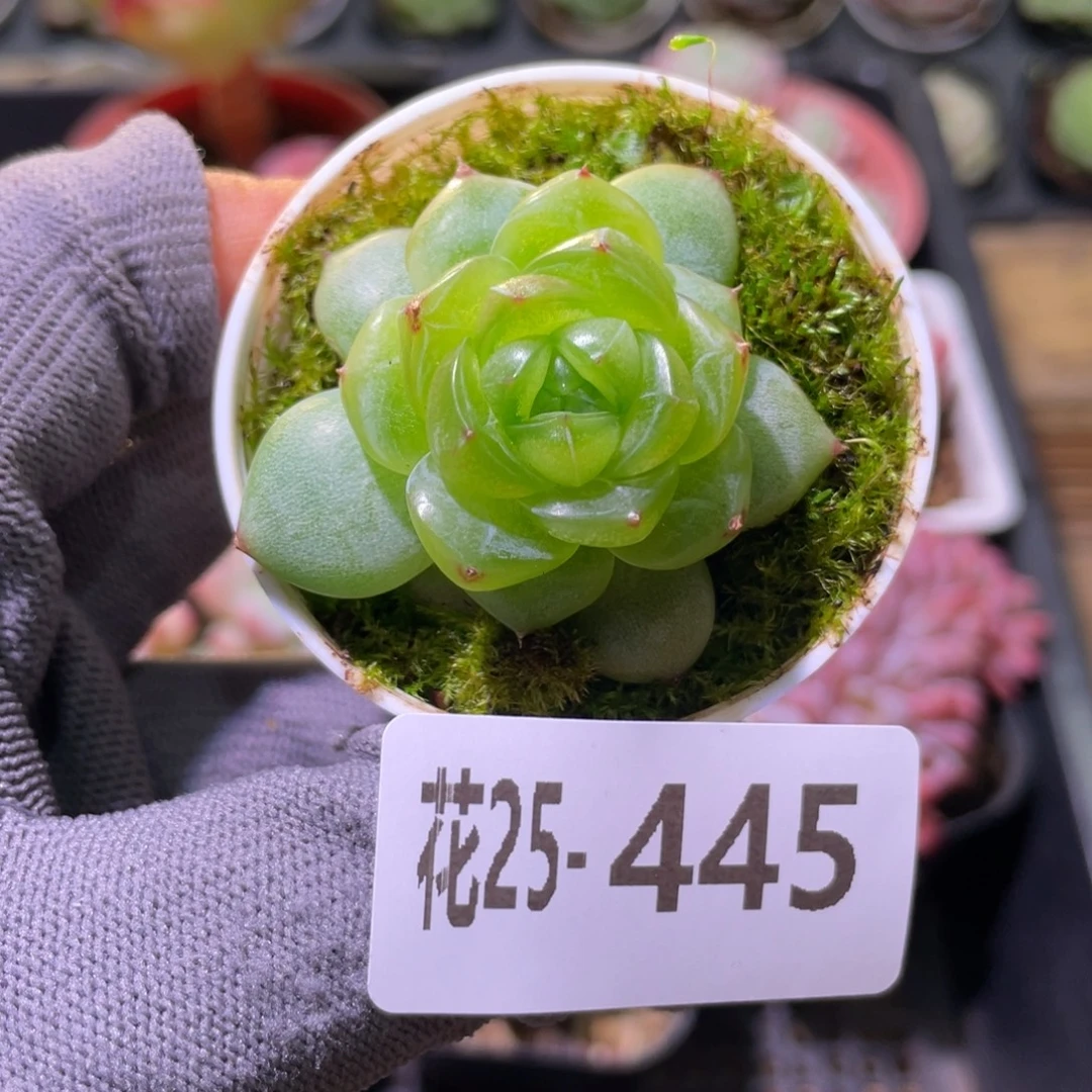 花利美25-445珍妮