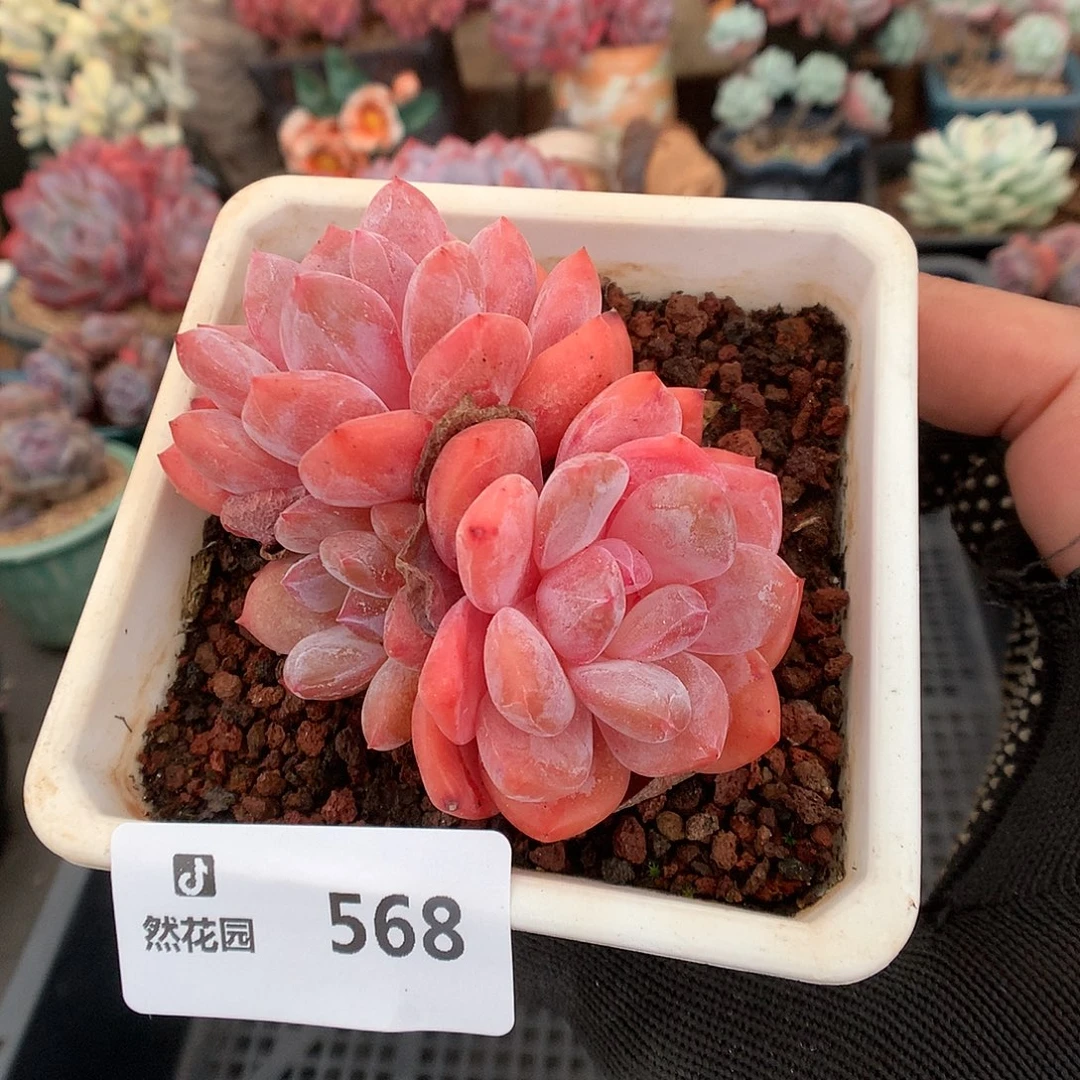 568日本雪天使多肉6666