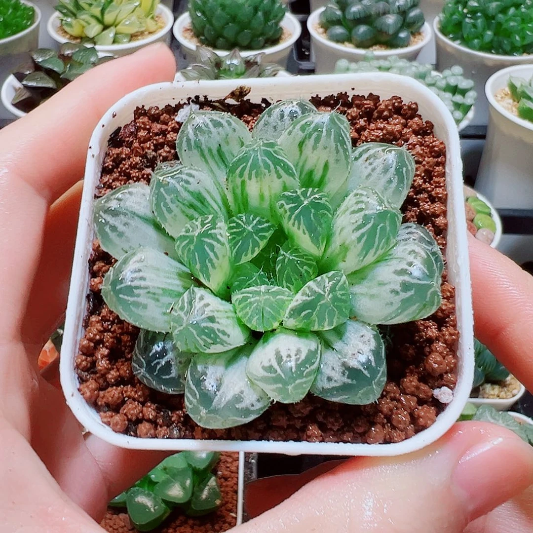 白斑玉露，9.9，666福利