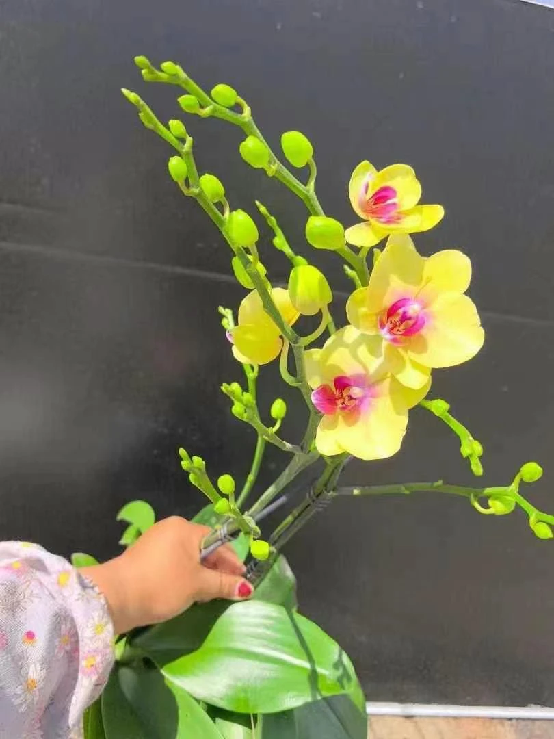 黄色【朝日】蝴蝶兰大花室内盆栽