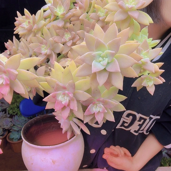 p****y橙色恋人多肉植物