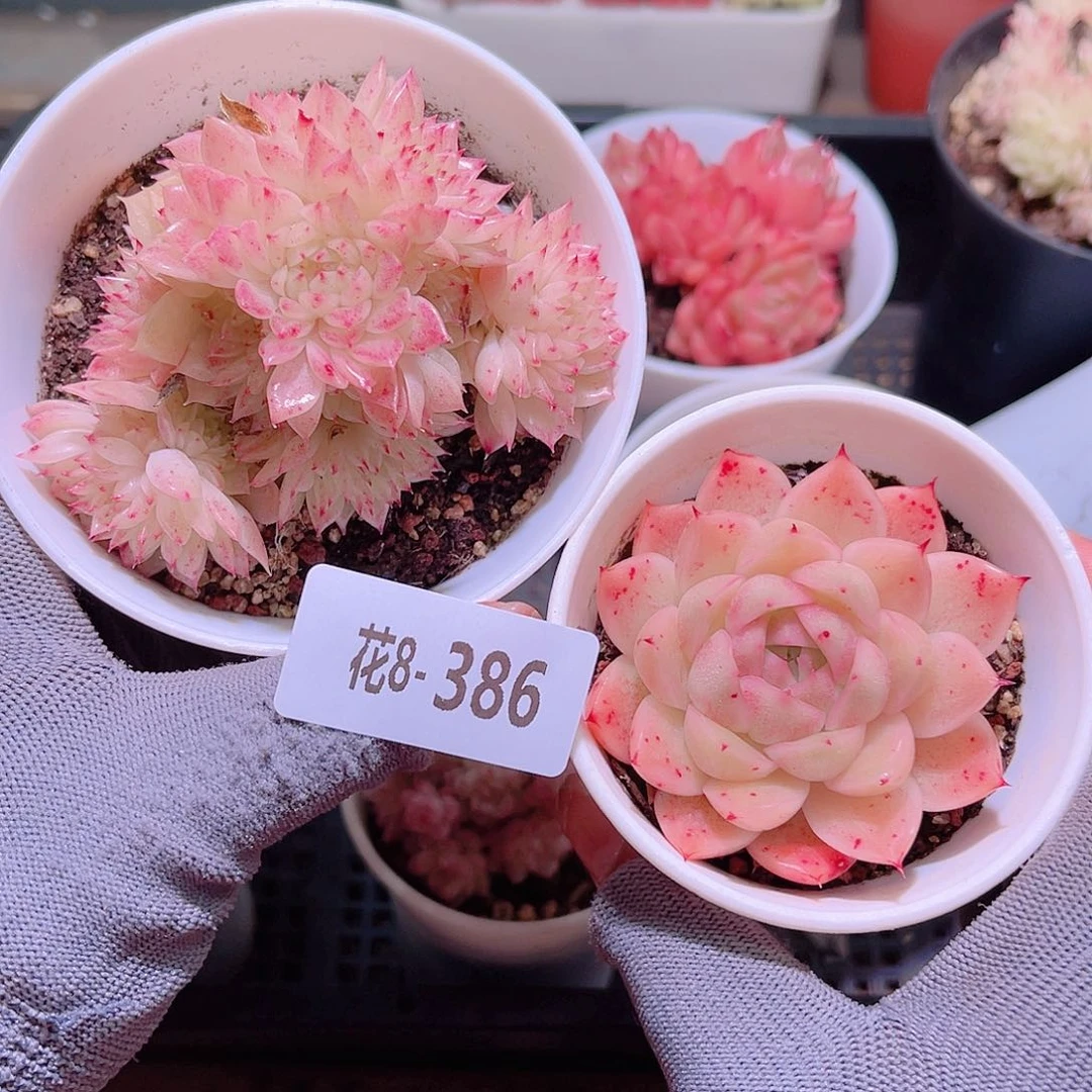 花08-386麦秆  2颗