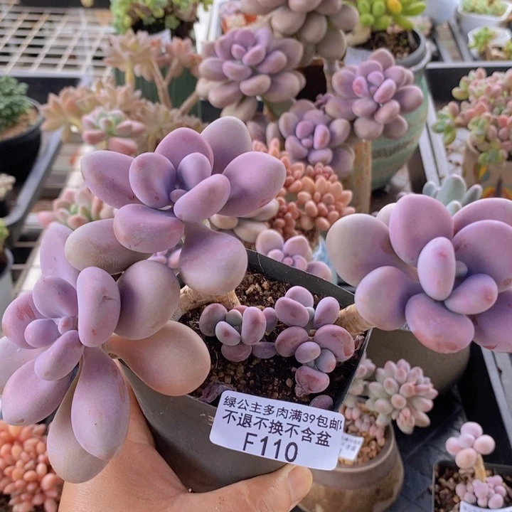 桃蛋老桩110多肉植物