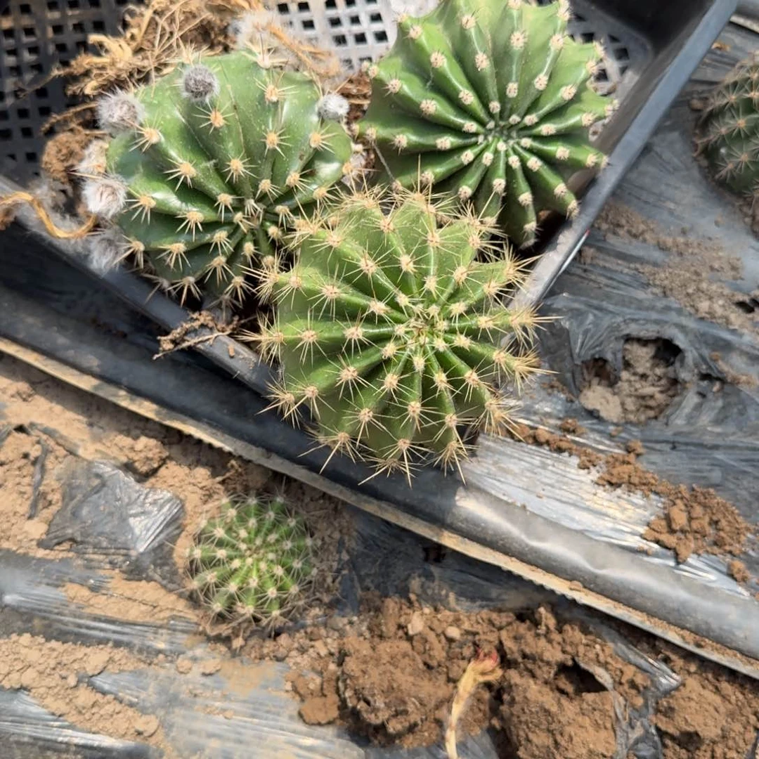 实生彩草根 脱土发货8公分左右斑3个，其中一个花苞