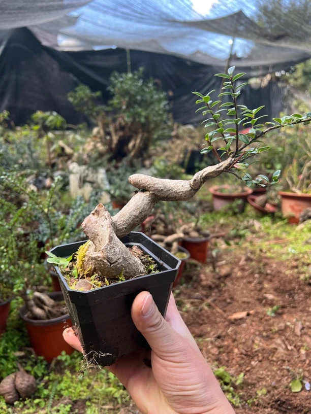 米叶五翅梅，树萝卜盆栽（适合新手养殖练手桩）一个月只需浇水一次