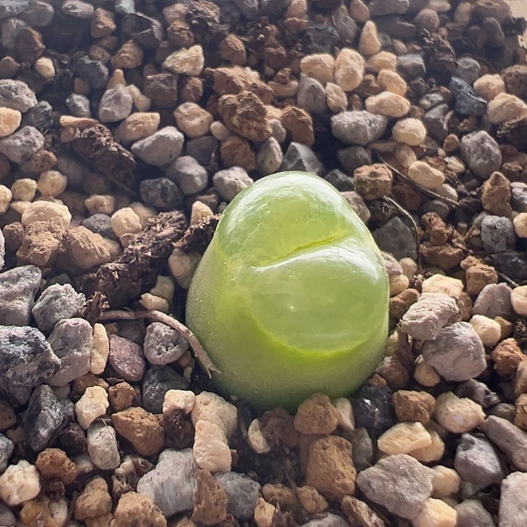 57号雪茄10.20多肉