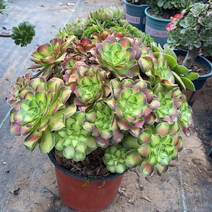 韶华多肉植物40。