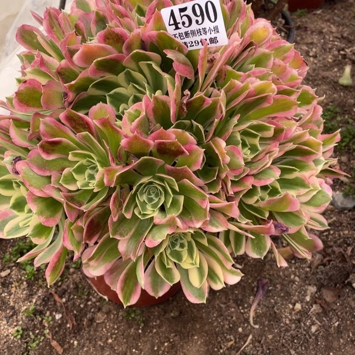 590号白凤多肉植物