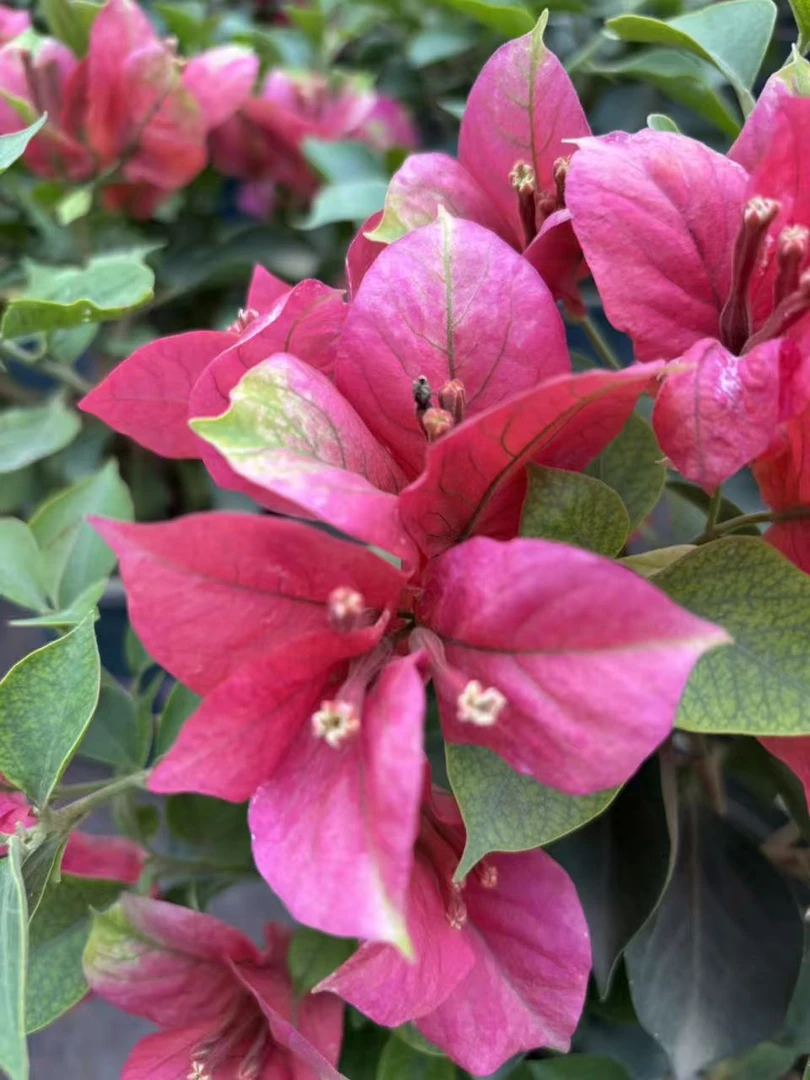 【武媚娘】三角梅勤花品种美观植物盆栽   专利产品