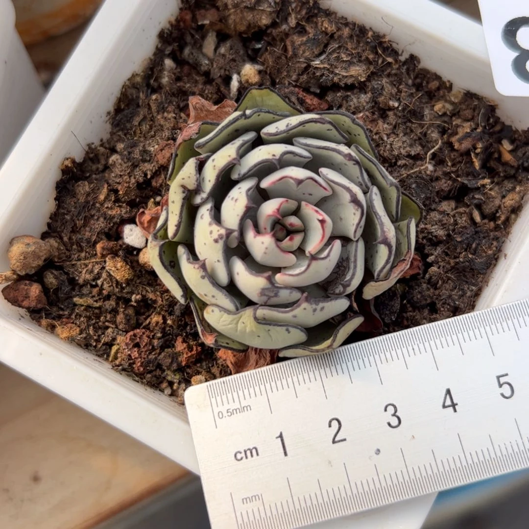 紫**儿533 多肉植物组合