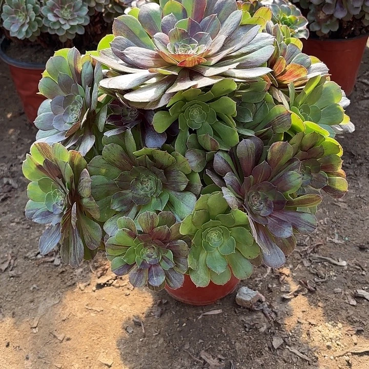 多肉植物花月夜22