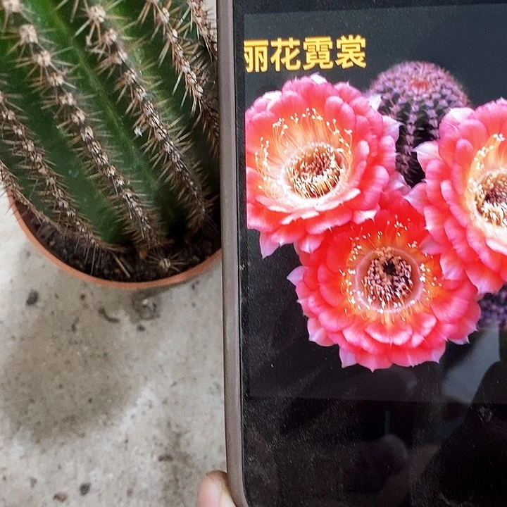 尼桑仙人球，wtuopp