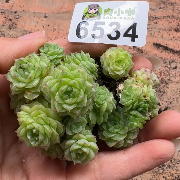 多肉植物多肉植物