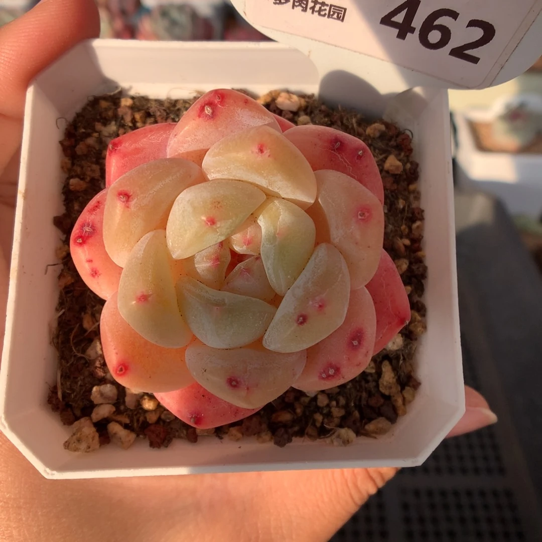 462太妃糖多肉植物