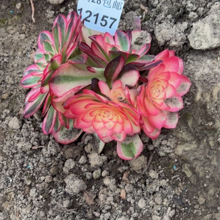 12157南荔枝多肉植物