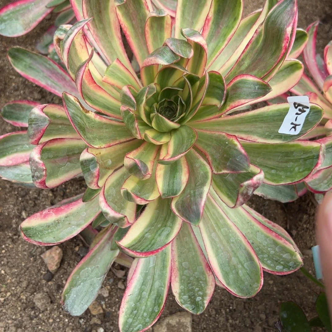 49烈焰多肉多肉多肉