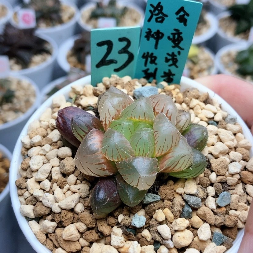 【闪购商品】23洛神