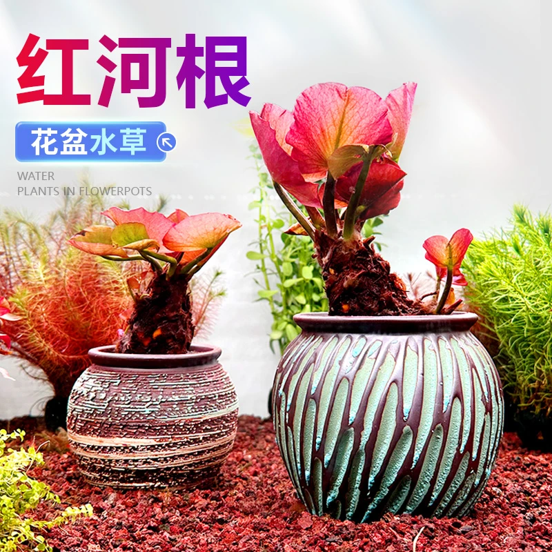 红荷根水草造景水族箱中后景易养睡莲阴性植物懒人淡水真活体碗莲