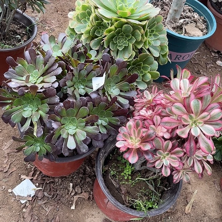 3棵玫瑰玫瑰玫瑰玫瑰