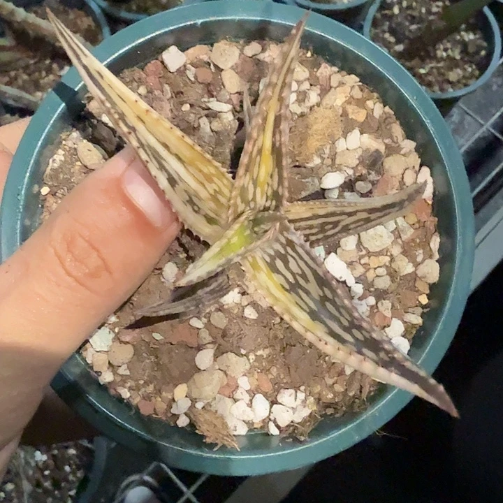 多肉植物索马里芦荟锦