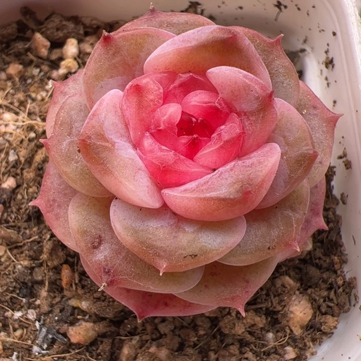 一物一拍。尺寸不大