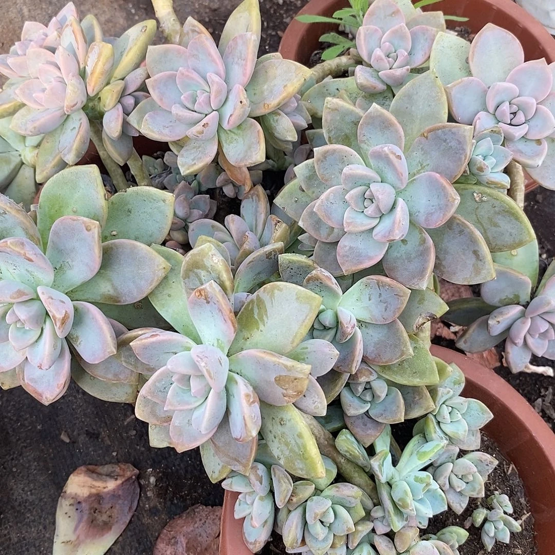 2盆紫雾 多头群生