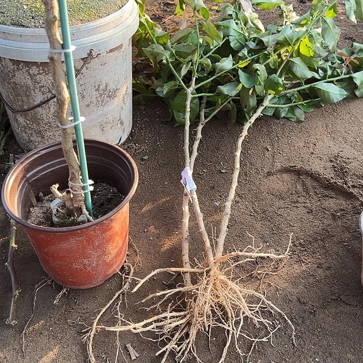 50公分裸根树型叶仙三颗编号30