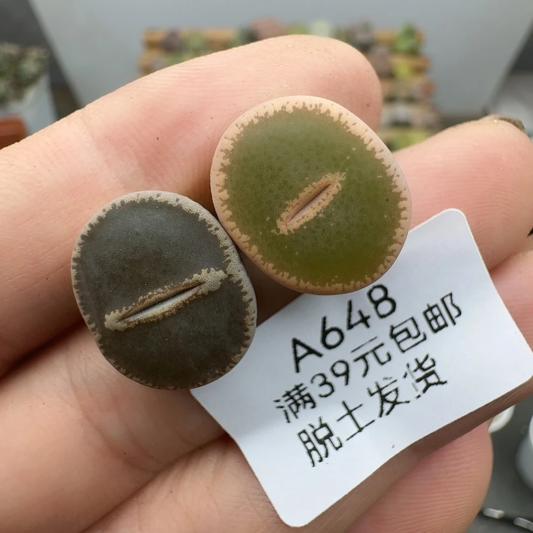 648多肉哈哈哈哈哈哈哈