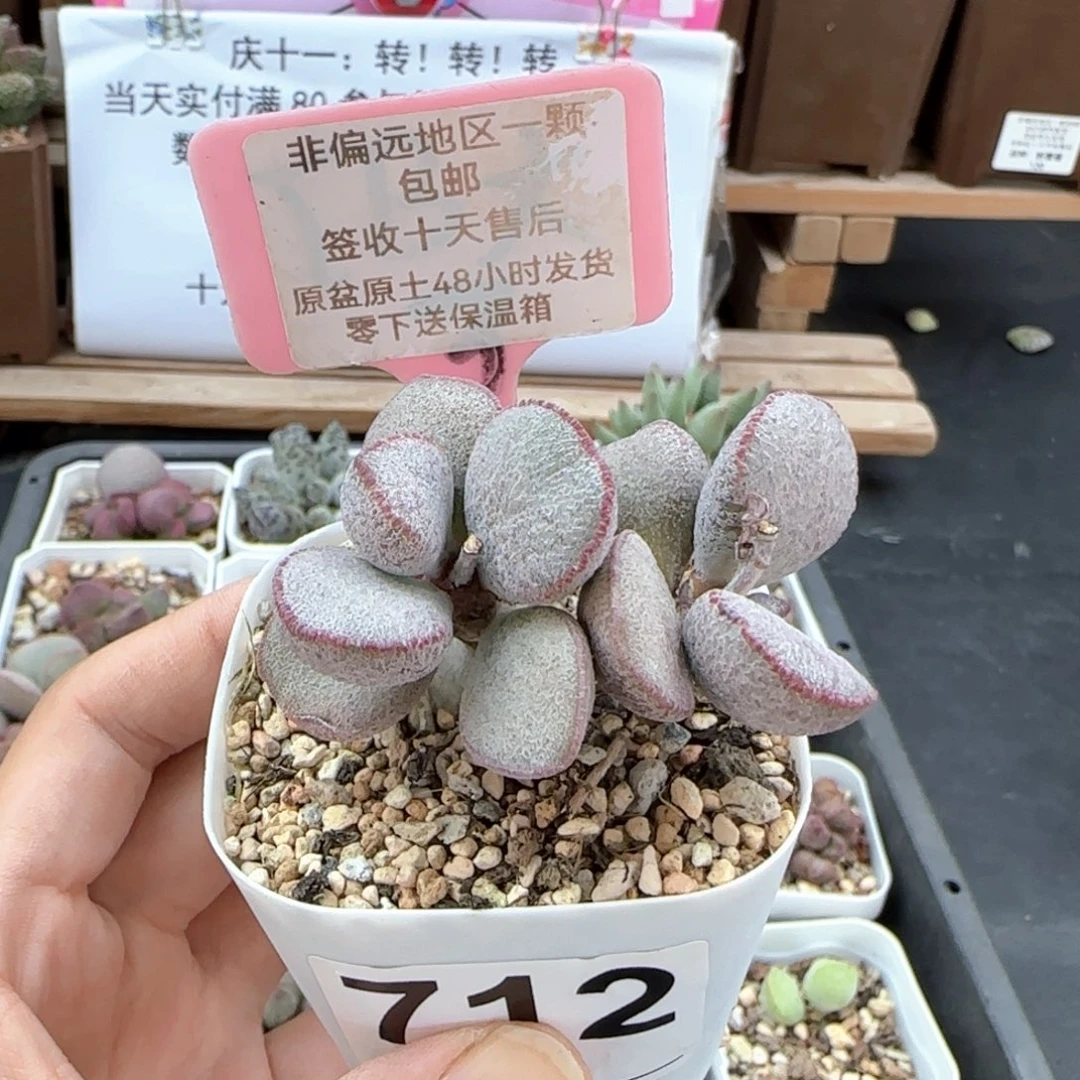 712春彩多肉植物
