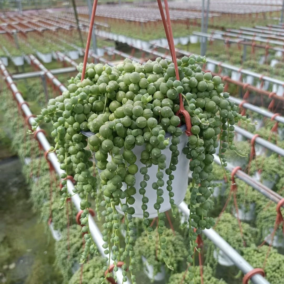 佛珠 种好带挂钩 室内绿植 多肉植物 A级品质
