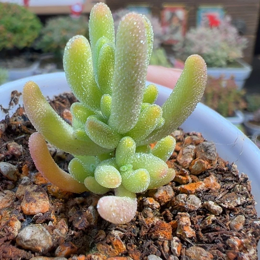 4-510钻石黄锦五圆盆枝干番杏迷你型