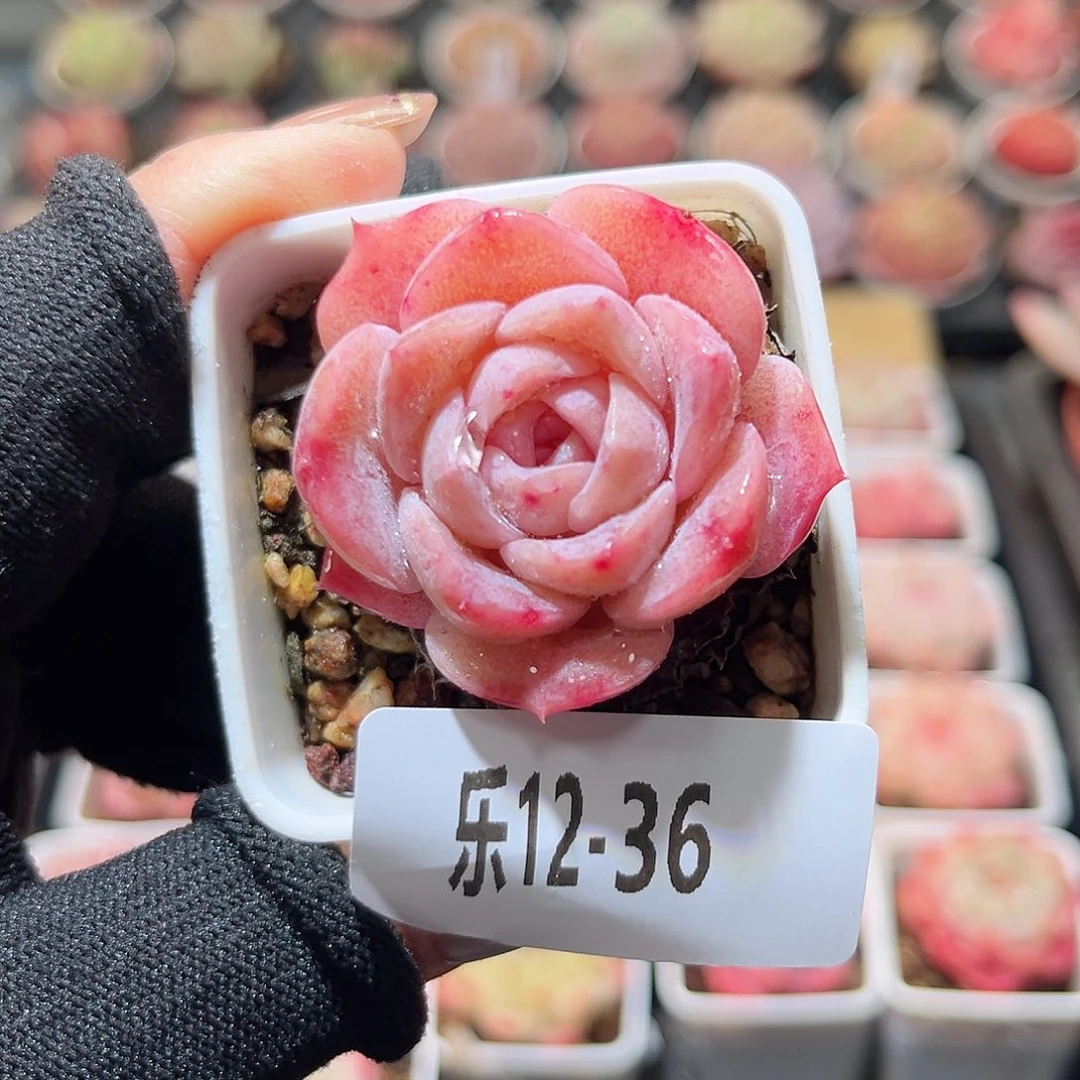 乐12-36 春园单头